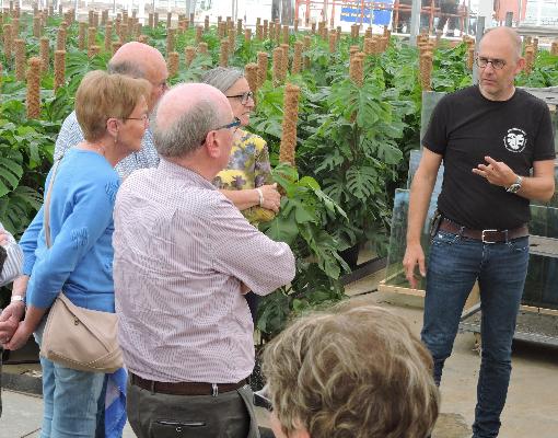 Bezoek aan rozenbedrijf Scheers en potplantenbedrijf Mermans