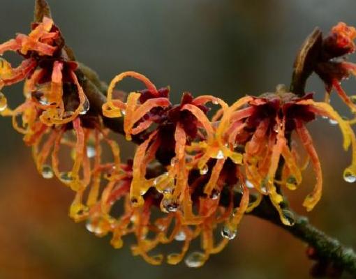 Bezoek aan de magische HAMAMELIS-wintertuin