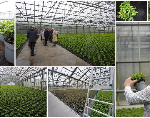 Bezoek azaleabedrijf De Waele-Reynvoet te Zaffelare