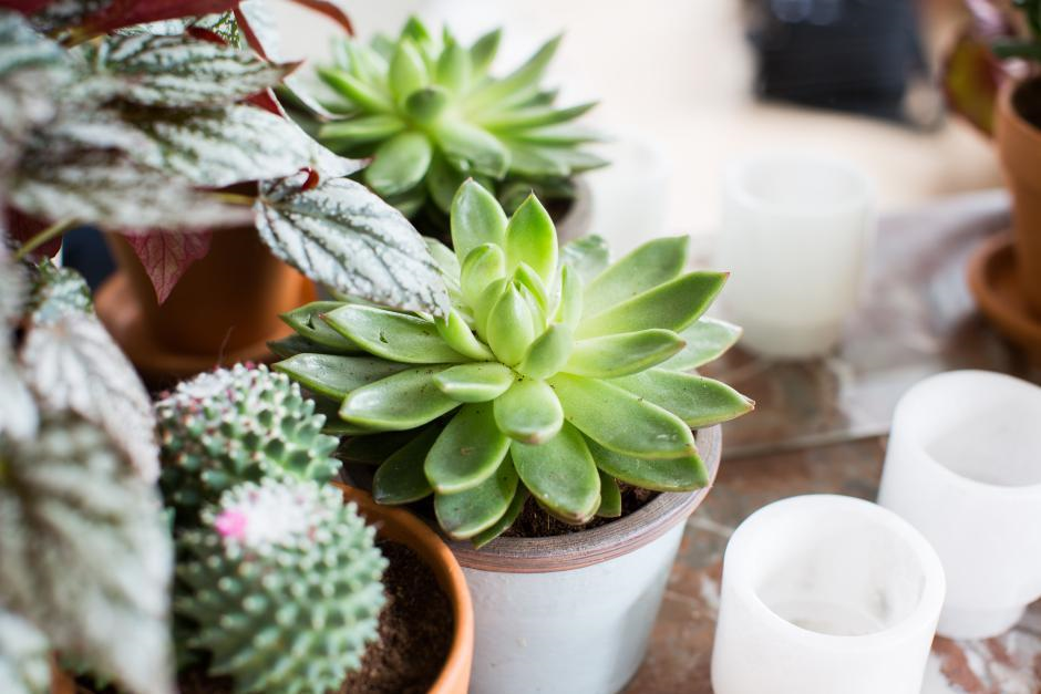 Vetplanten: opvallend makkelijke kamerplanten Zeer decoratief, opvallend en buitengewoon makkelijk in de verzorging, er is veel te zeggen voor vetplanten. Ontdek het verhaal van de succulenten, waar je op moet letten bij de aankoop en hoe je ze moeten verzorgen.