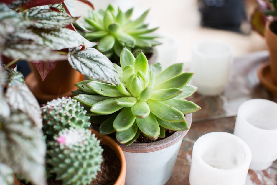 Zeer decoratief, opvallend en buitengewoon makkelijk in de verzorging, er is veel te zeggen voor vetplanten. Ontdek het verhaal van de succulenten, waar je op moet letten bij de aankoop en hoe je ze moeten verzorgen.